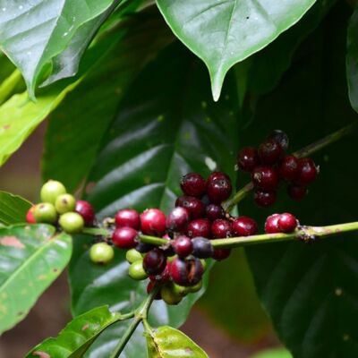 Guatemala SHB EP Huehuetenango Yeşil Kahve Çekirdek,1000 Gram - 4